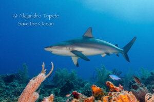 Reef Shark in the Reef, San Pedro Belize by Alejandro Topete 